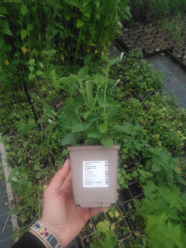 Iiso Alabaster - 2024