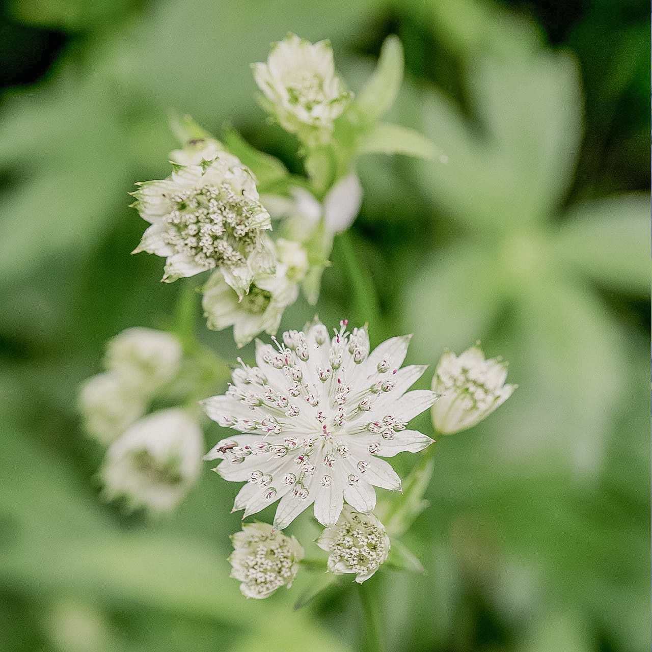 Tähtiputki, Loukykvět