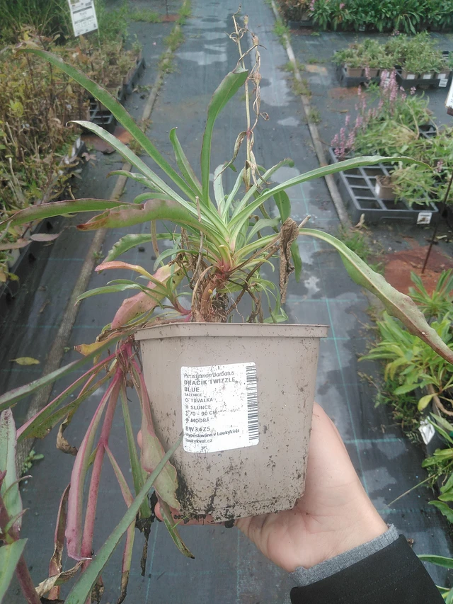 Partapipo Twizzle Blue - 10. 10. 2025