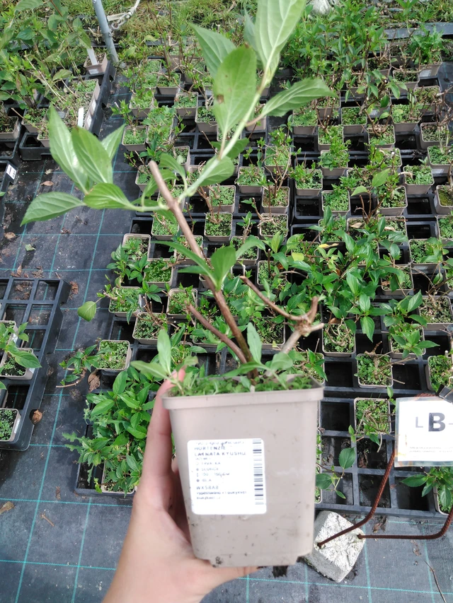 Syyshortensia Kyushu - 2024