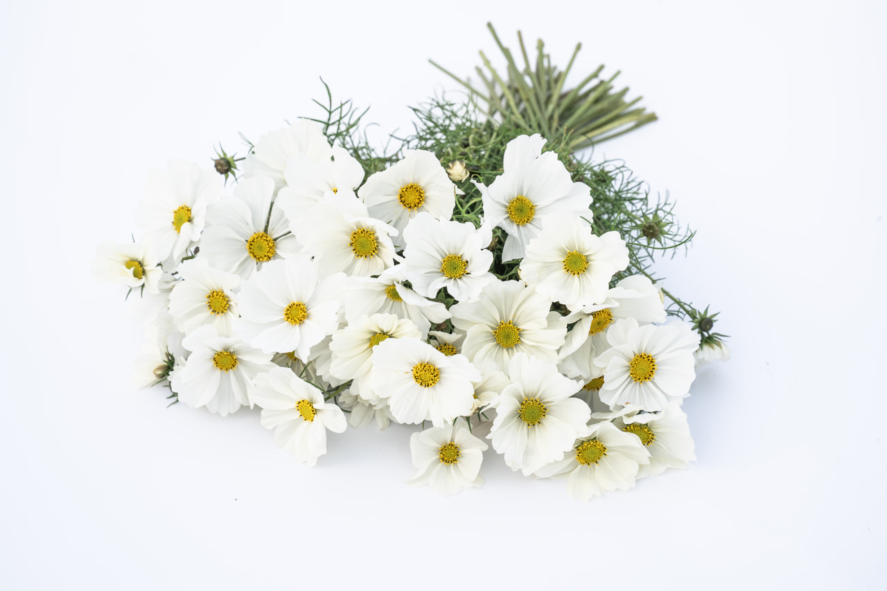 Cosmos Sensation Purity, Loukykvět