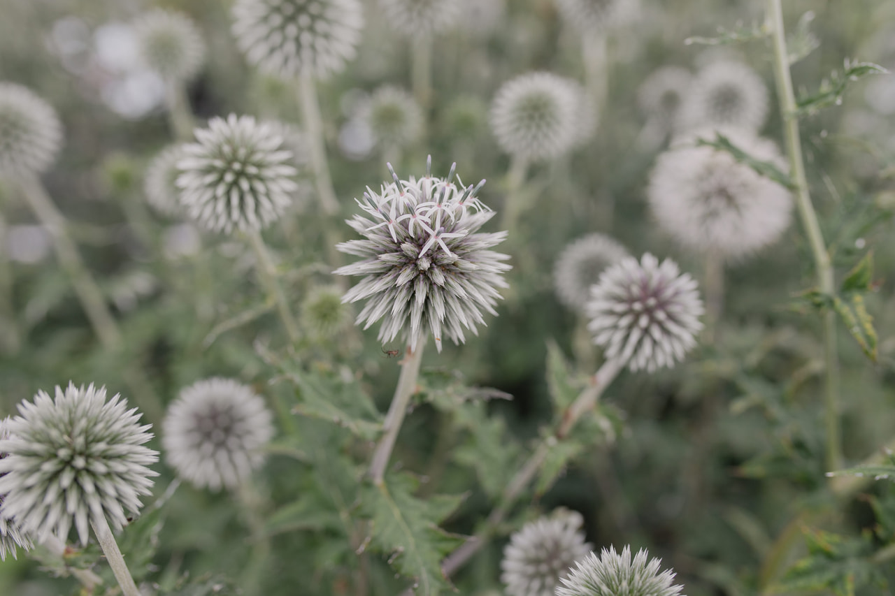 Sinipallo-ohdake Star Frost, Loukykvět