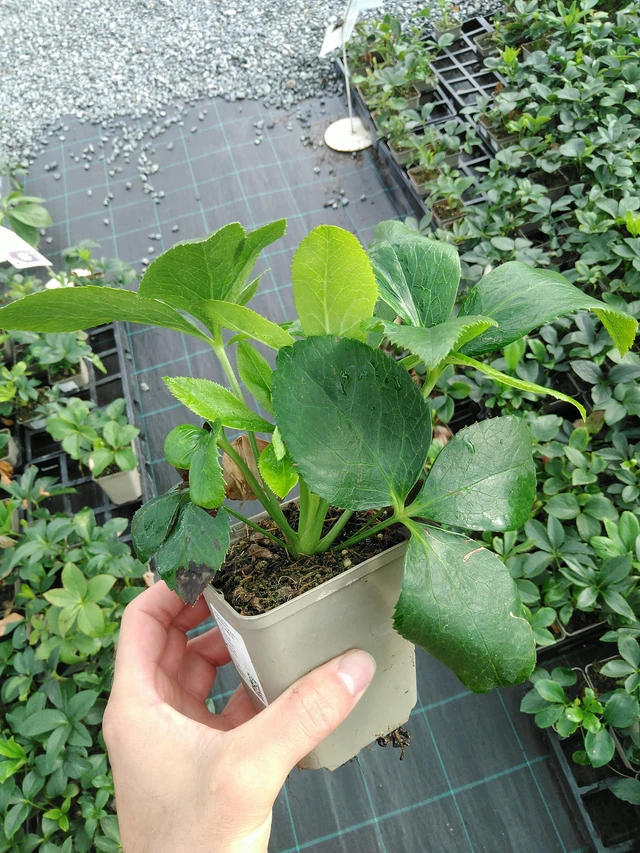 Jouluruusu Double Ellen Purple - 28. 7. 2025