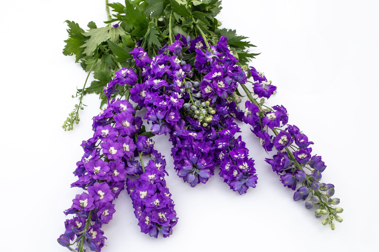 Delphinium Magic Fountains Mix, Loukykvět