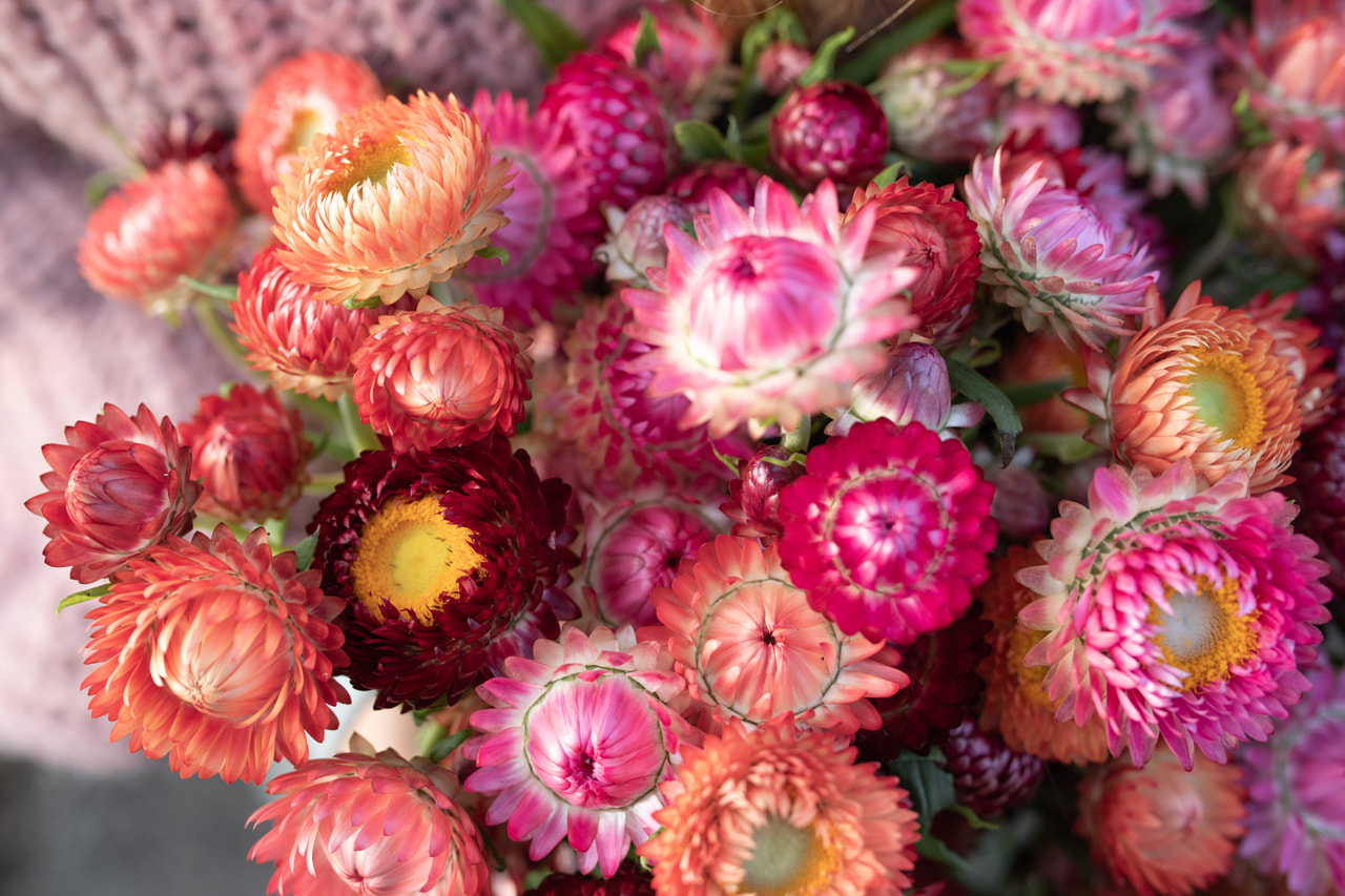 Olkikukka Berries & Fruits Mix, Loukykvět