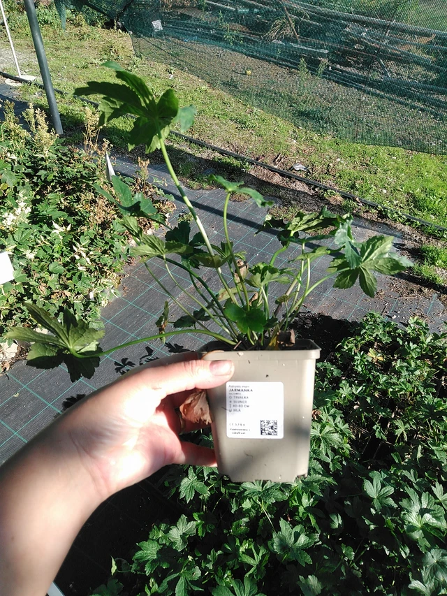 Tähtiputki - 19. 8. 2025