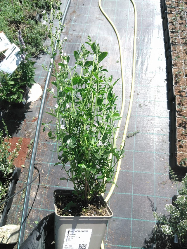 Kivikkokäenminttu - 19. 8. 2025