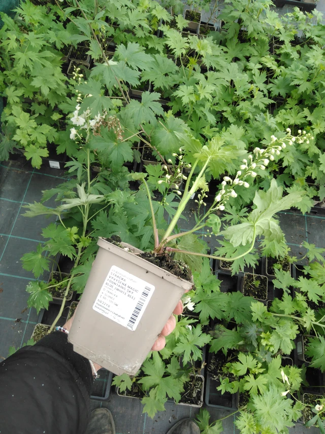 Espuela de caballero Magic Fountains Sky Blue (White Bee) - 2024