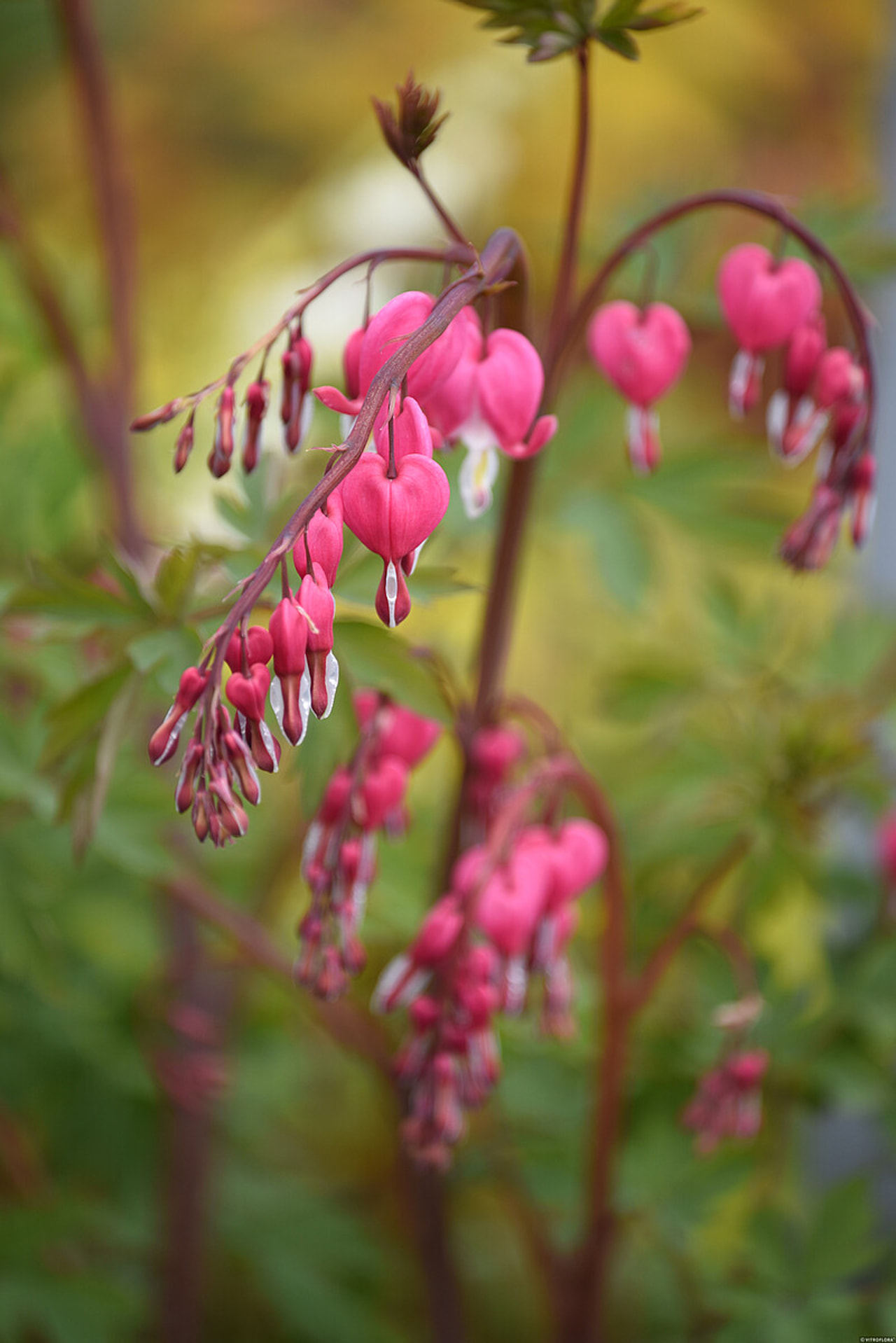 Särkynytsydän, Loukykvět