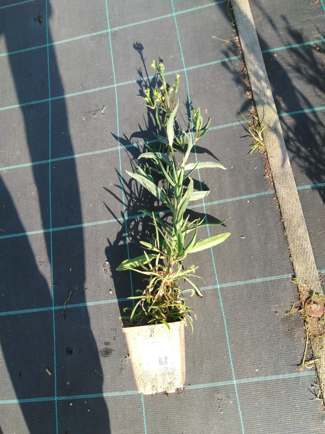 Morsiusharso Flamingo - 11. 9. 2025