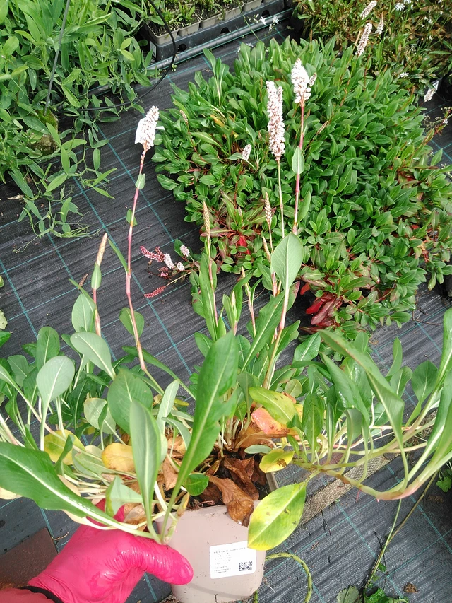 Konnantatar Superba - 29. 7. 2025