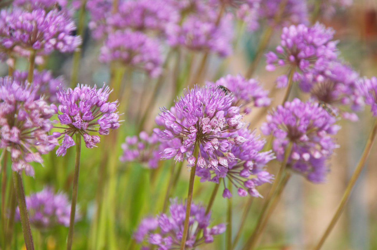 Allium Millennium, Loukykvět