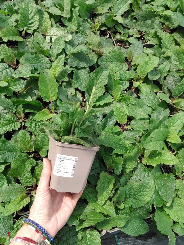 Verbascum Southern Charm - 9. 6. 2025