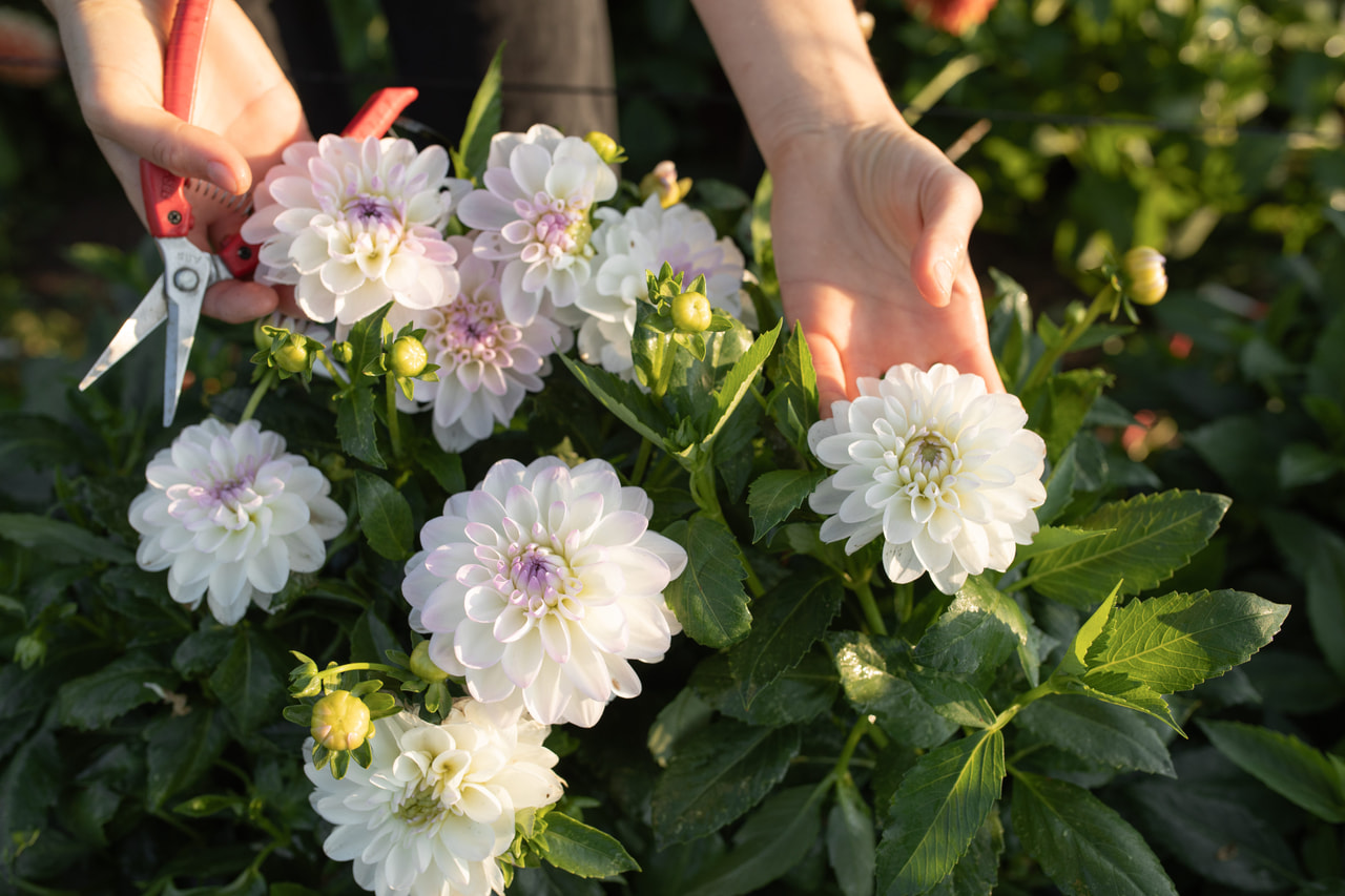 Dalia Eveline, Loukykvět