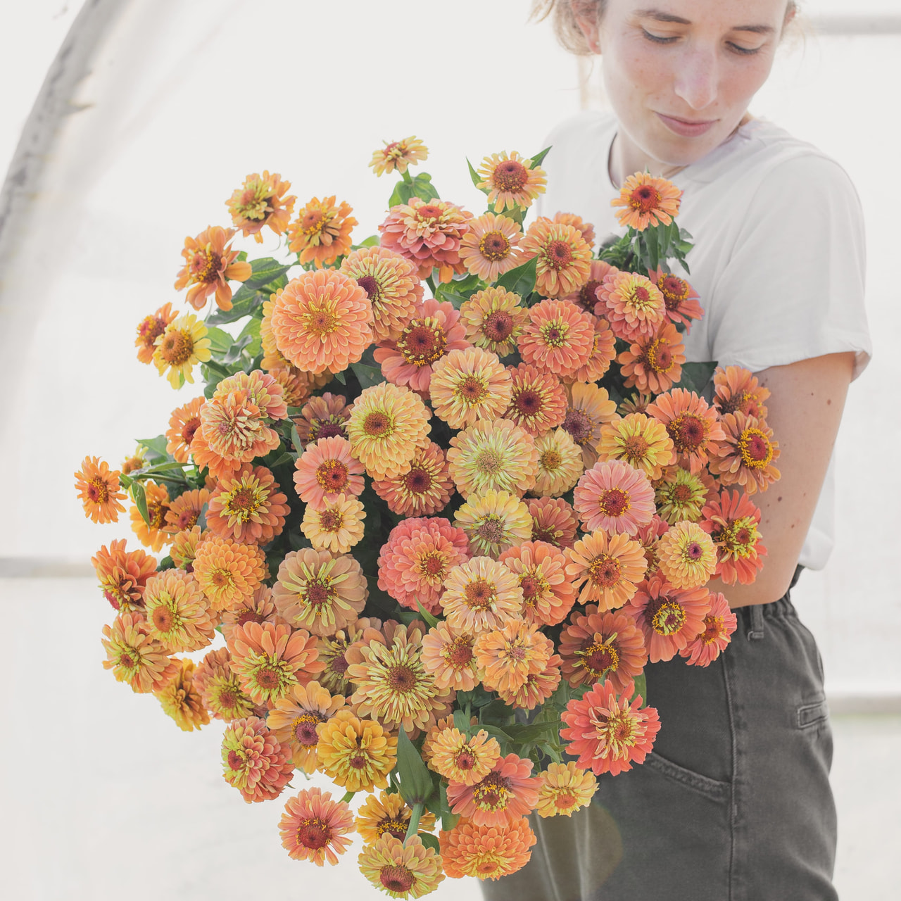 Tsinnia Queen Lime Orange, Loukykvět