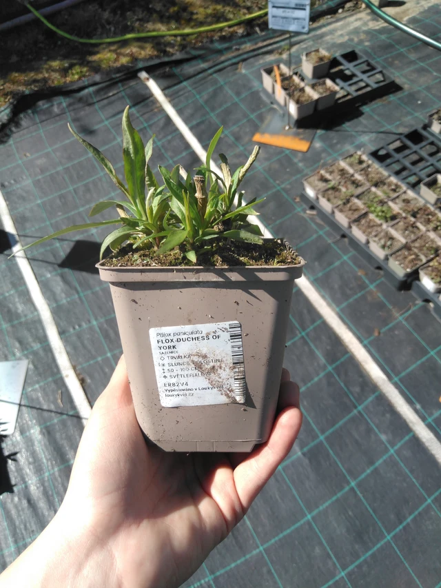 Kiiltoleimu Duchess of York - 3. 4. 2025