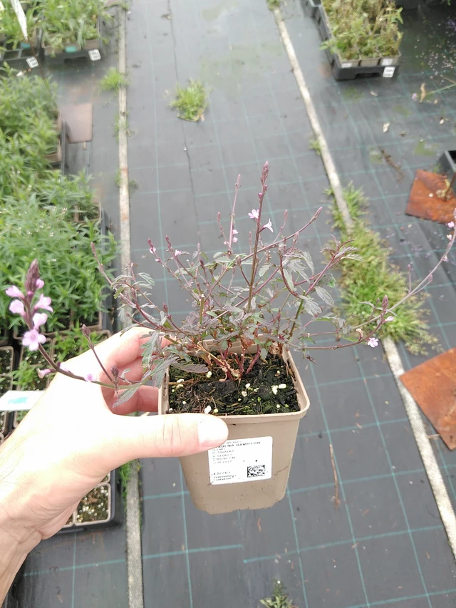 Verbena Bampton - 21. 7. 2025