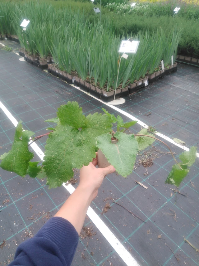 Paloyrtti Tuberosa - 2024