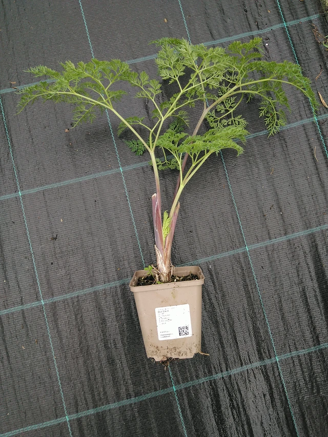 Suoputki - 10. 9. 2025