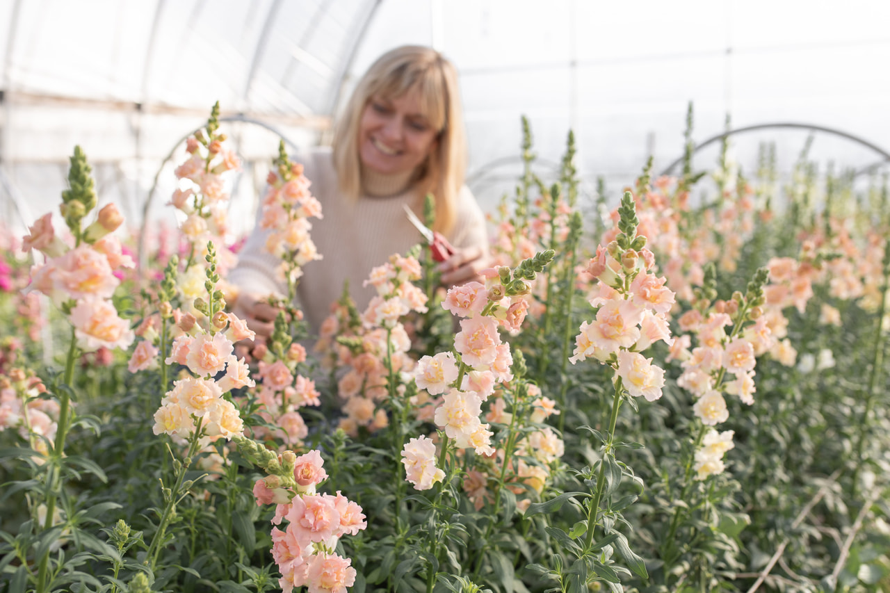 Leijonankita Snapstar Champagne, Loukykvět