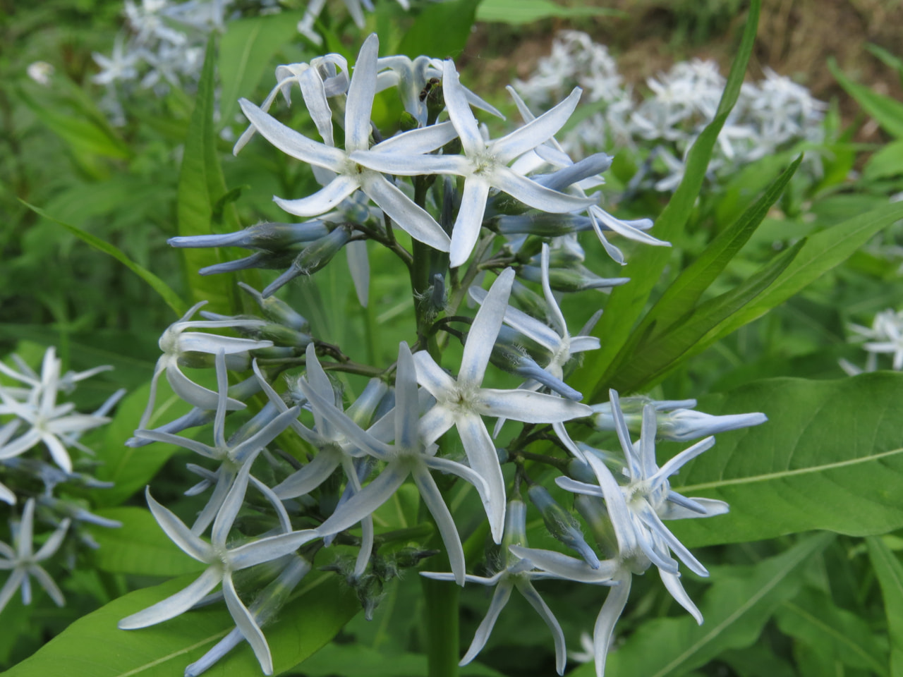Amsonia, Loukykvět