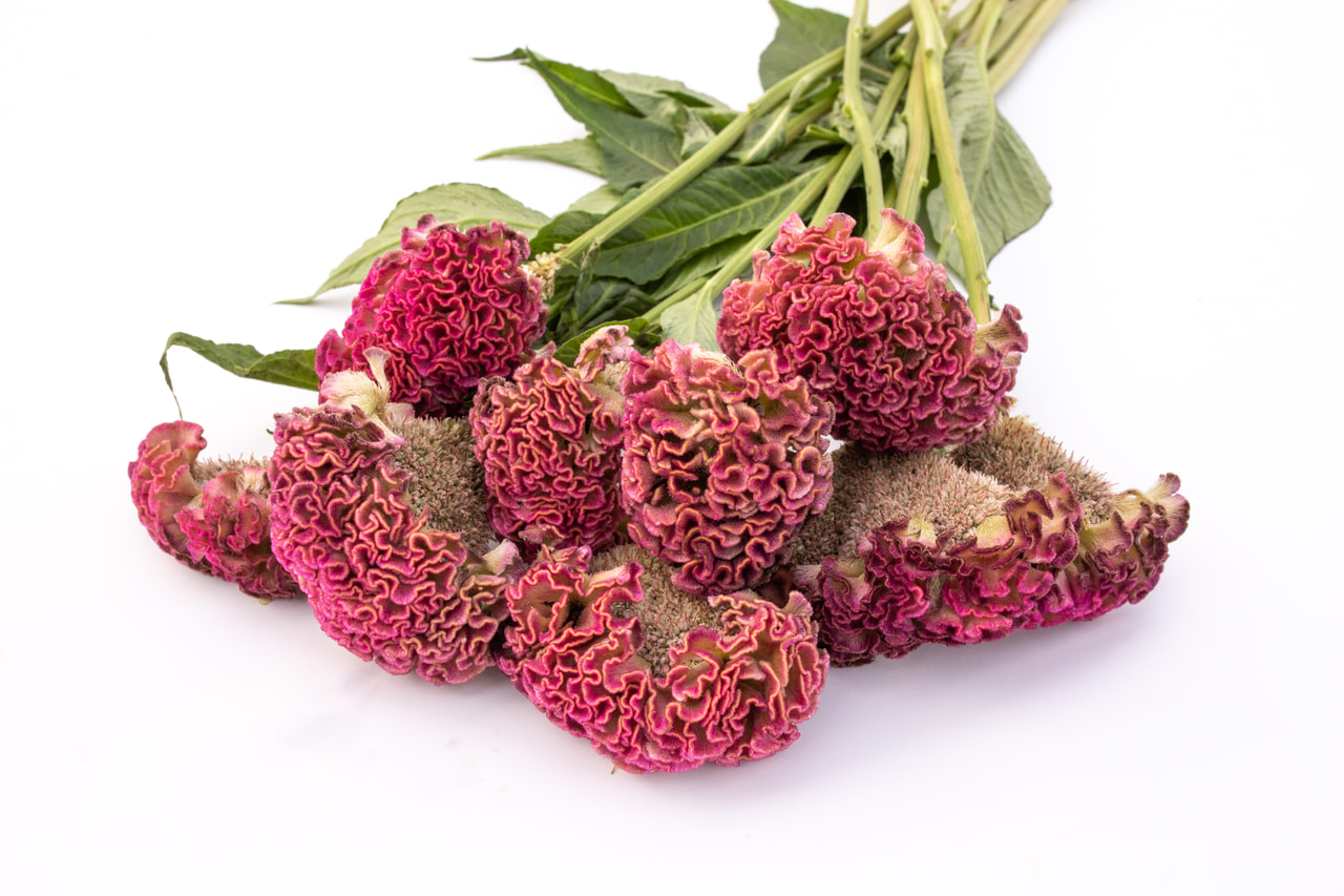 Kukonharja Act Ziva Pink, Loukykvět