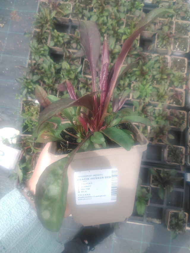 Pipo Husker Red - 2024