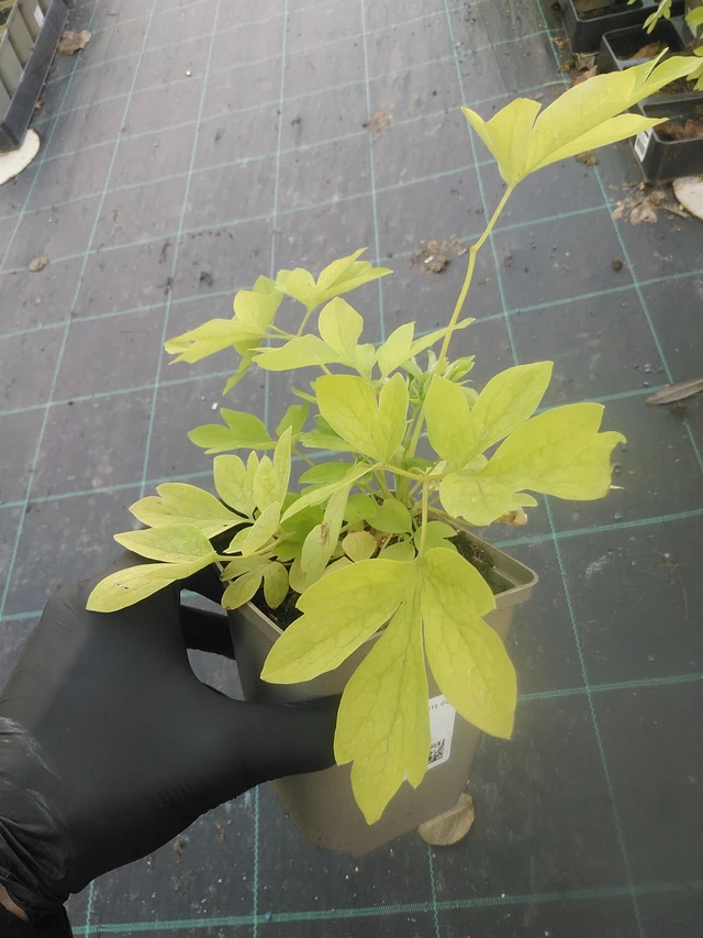 Dicentra White Gold - 13. 10. 2025