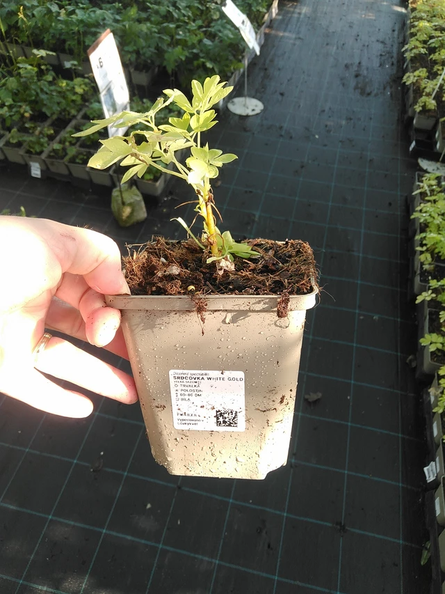 Dicentra White Gold - 19. 8. 2025