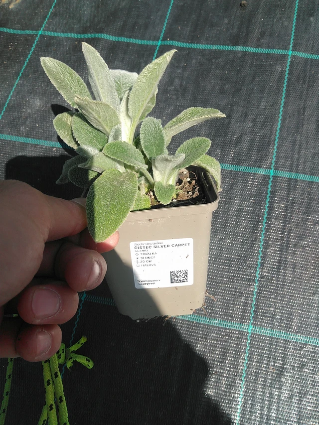 Nukkapähkämö Silver Carpet - 24. 6. 2025