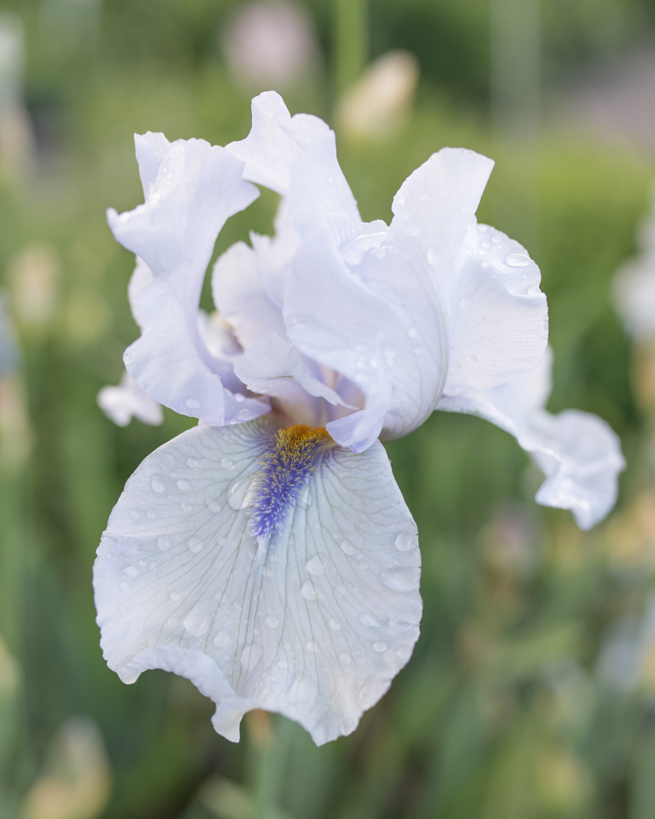 Tarhakurjenmiekka Margaret Viola White, Loukykvět