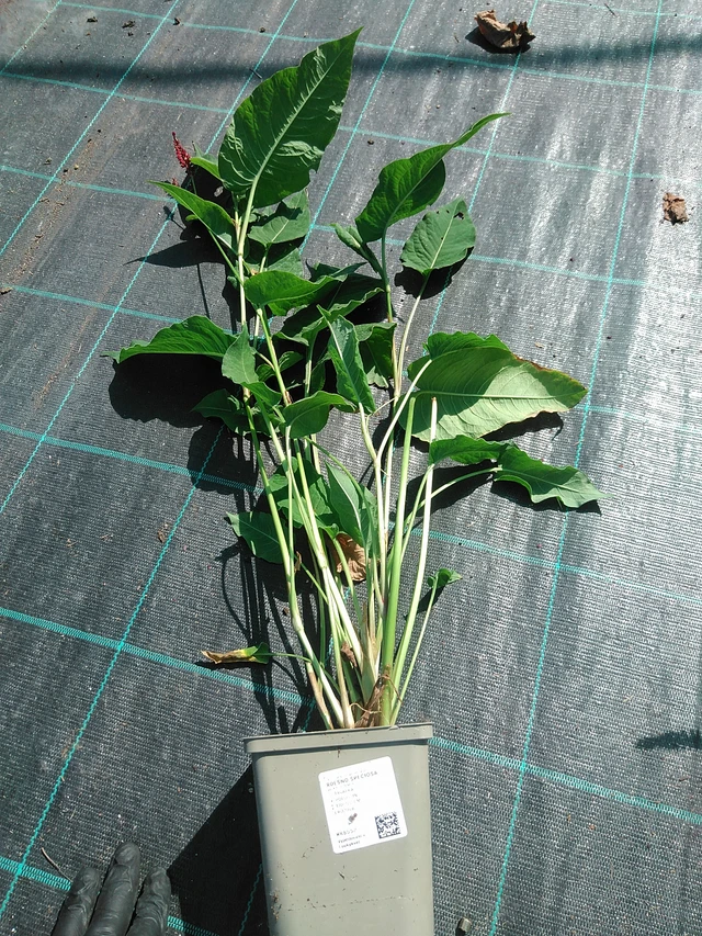 Konnantatar Speciosa - 19. 8. 2025