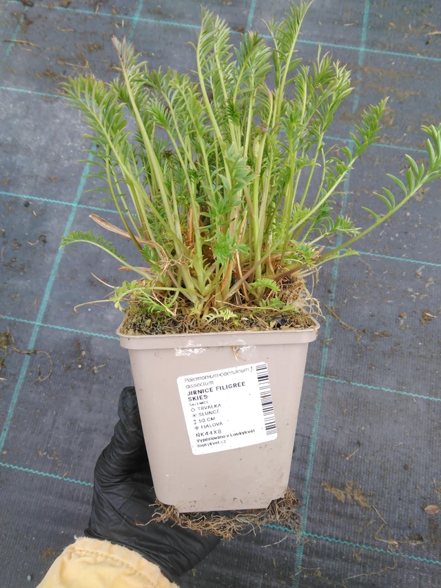 Sinilatva Filigree Skies - 1. 4. 2026