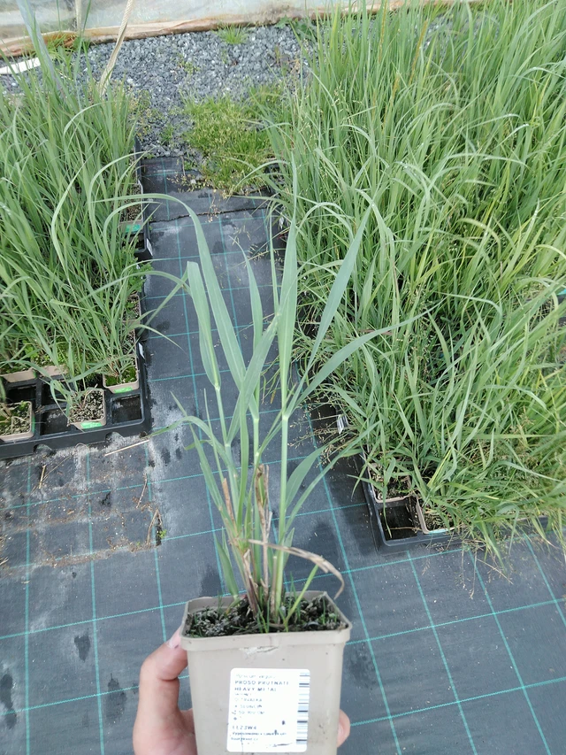 Virginianhirssi Heavy Metal - 24. 6. 2025