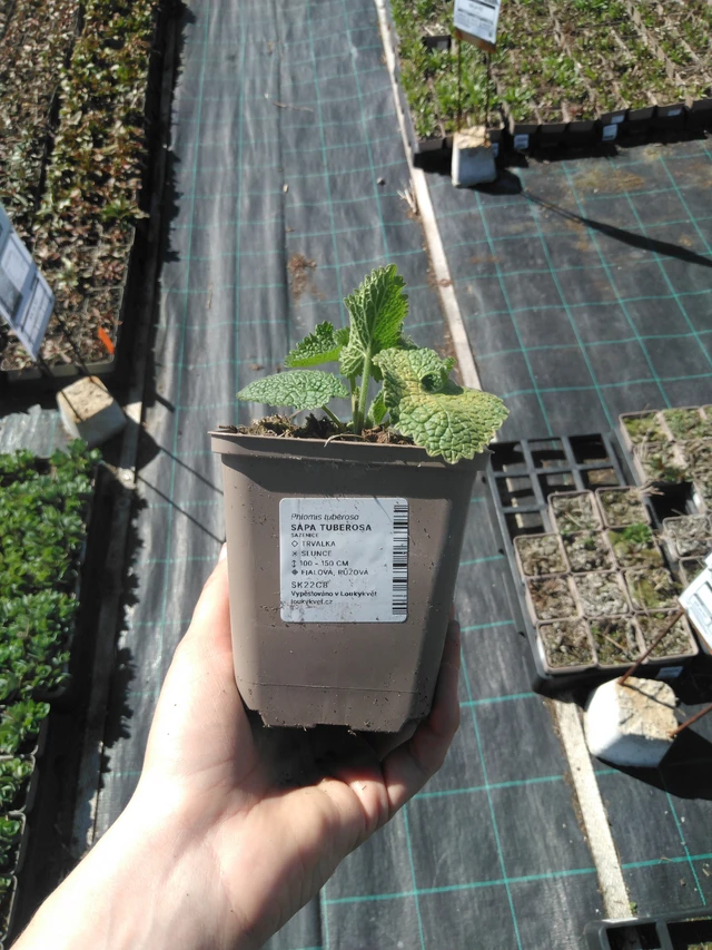 Paloyrtti Tuberosa - 3. 4. 2025