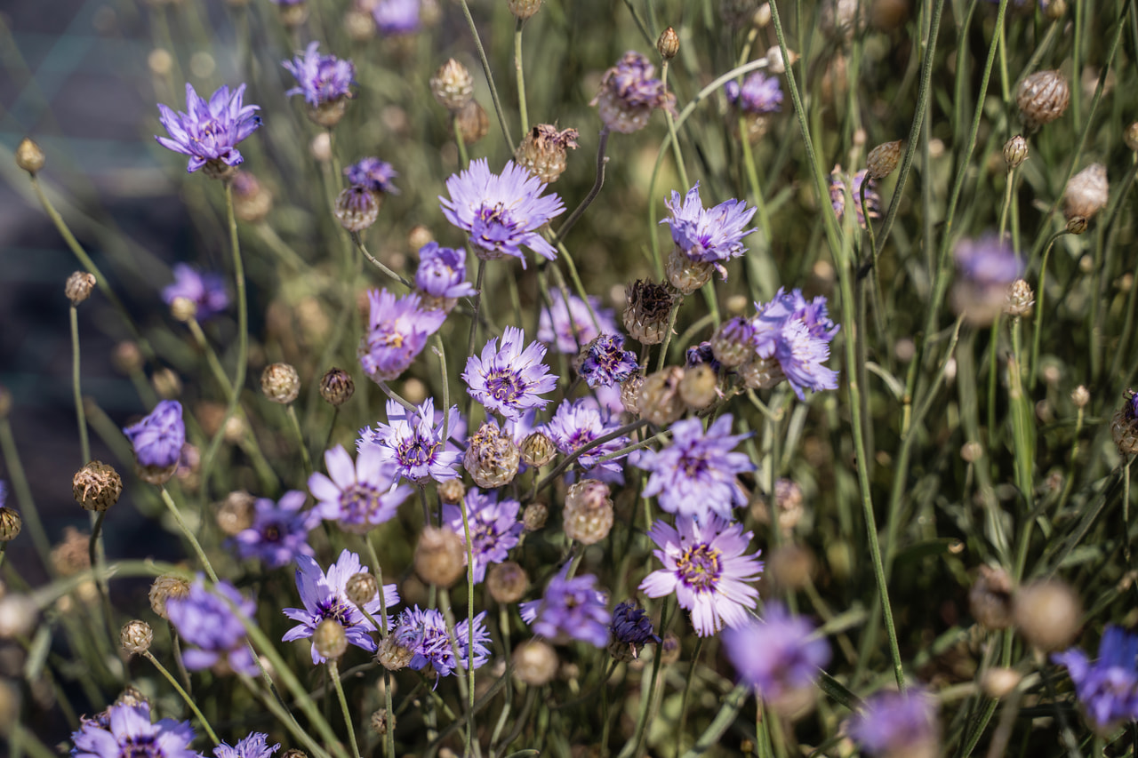 Rakkoiso, Loukykvět