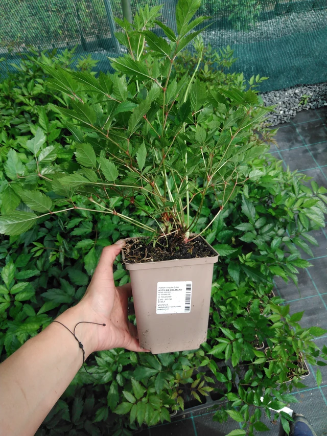 Jaloangervo Diamant - 2024