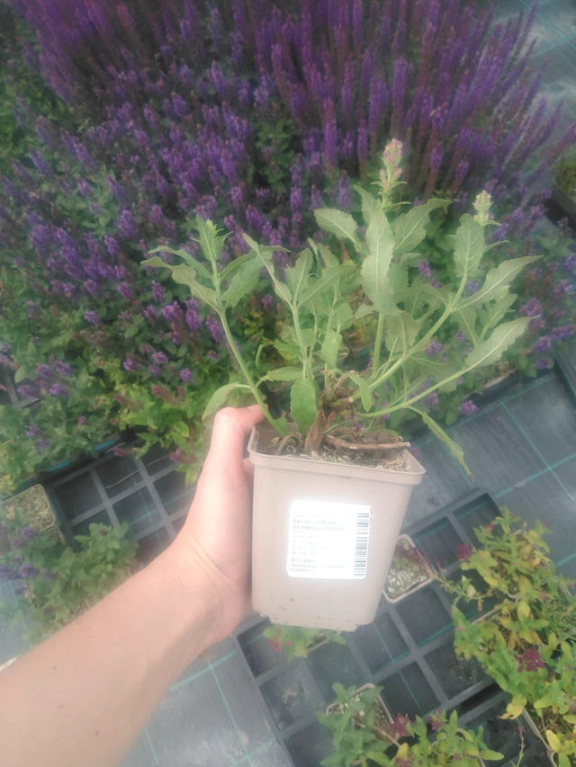 Lehtosalvia Schwellenburg - 2024