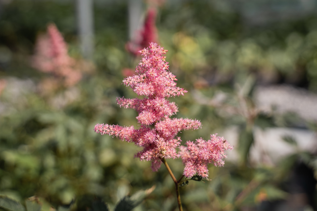 Jaloangervo Anita Pfeifer, Loukykvět