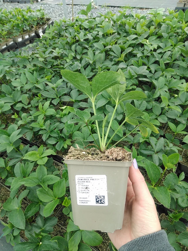 Jouluruusu Pretty Ellen Red - 9. 6. 2025