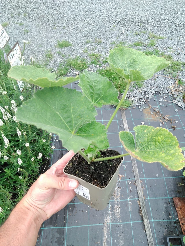 Malva real Chaters White - 21. 7. 2025