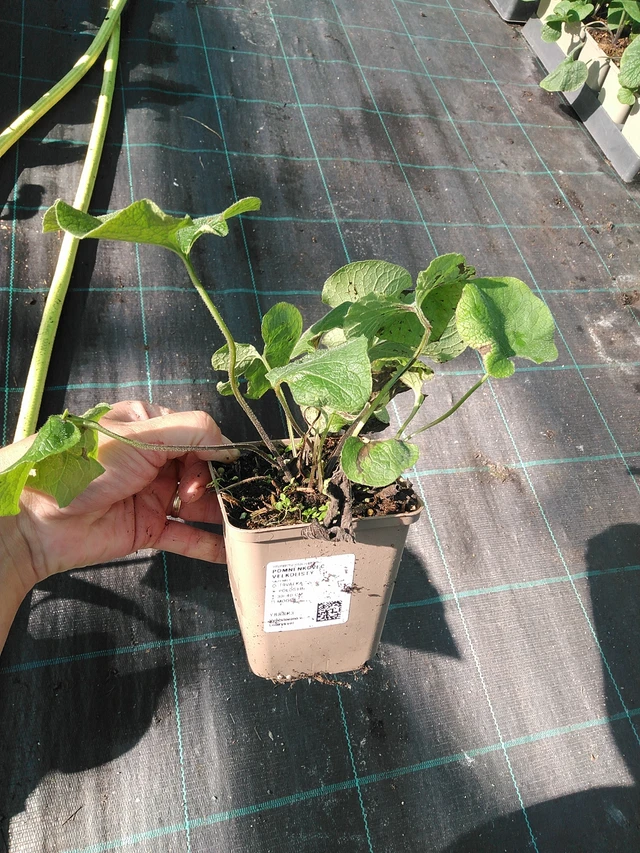 Brunnera macrophylla - 19. 8. 2025