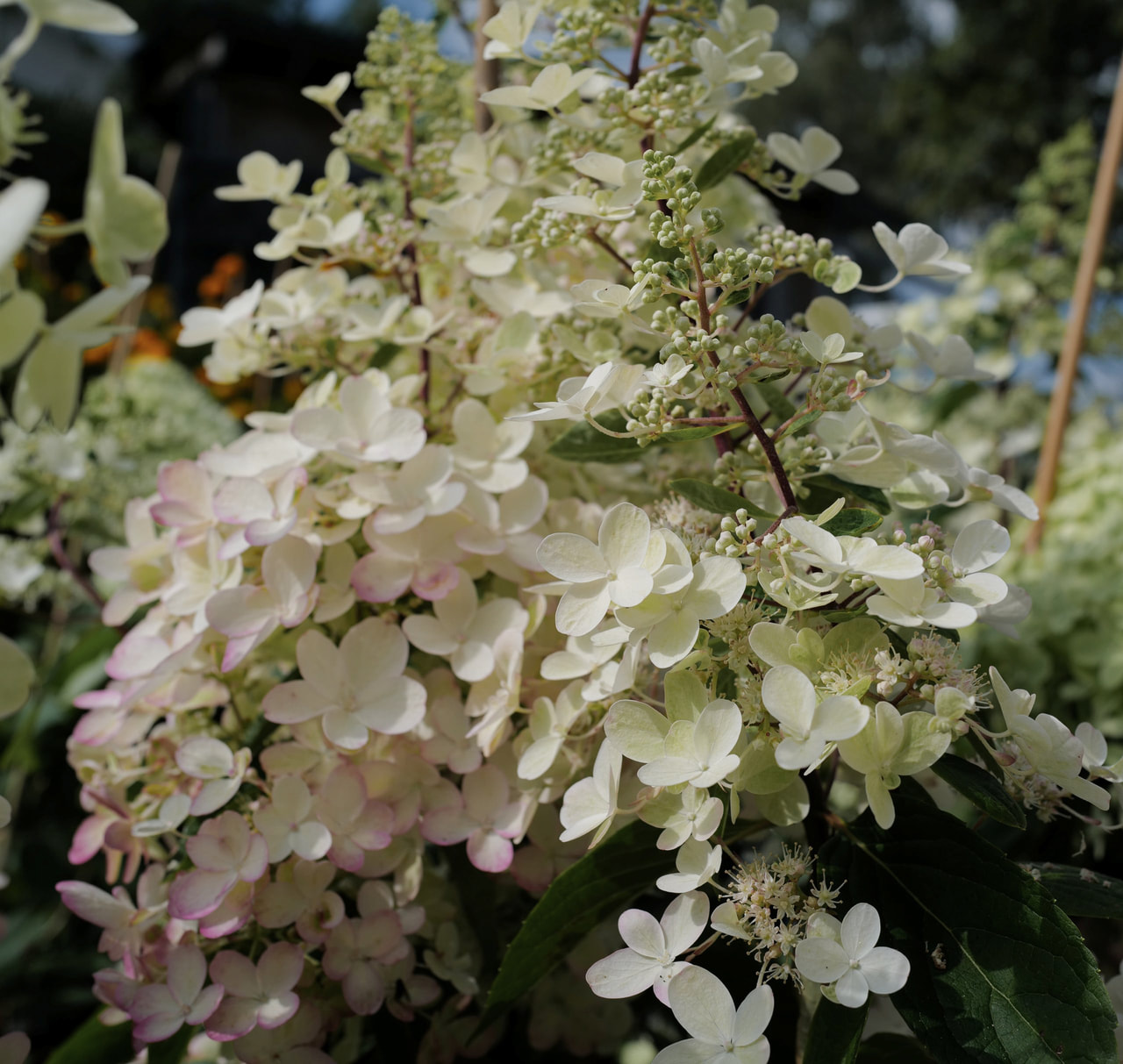 Syyshortensia Candlelight, Loukykvět