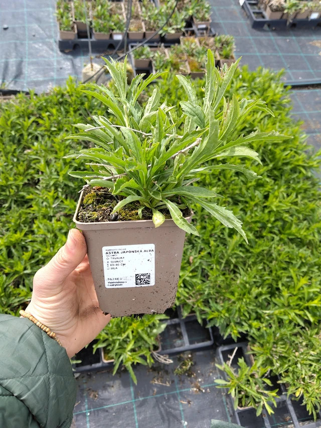 Tiukuasteri Alba - 21. 4. 2026