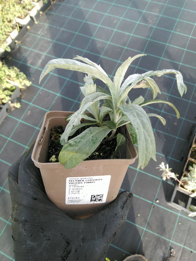 Artemisia ludoviciana Valerie Finnis - 31. 10. 2025