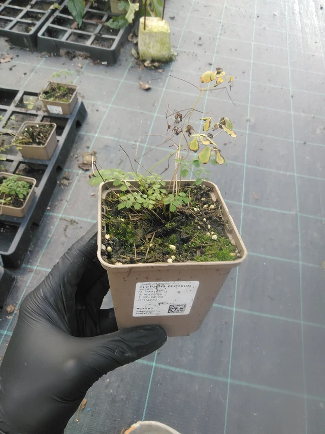 Ingervo Decorum - 13. 10. 2025