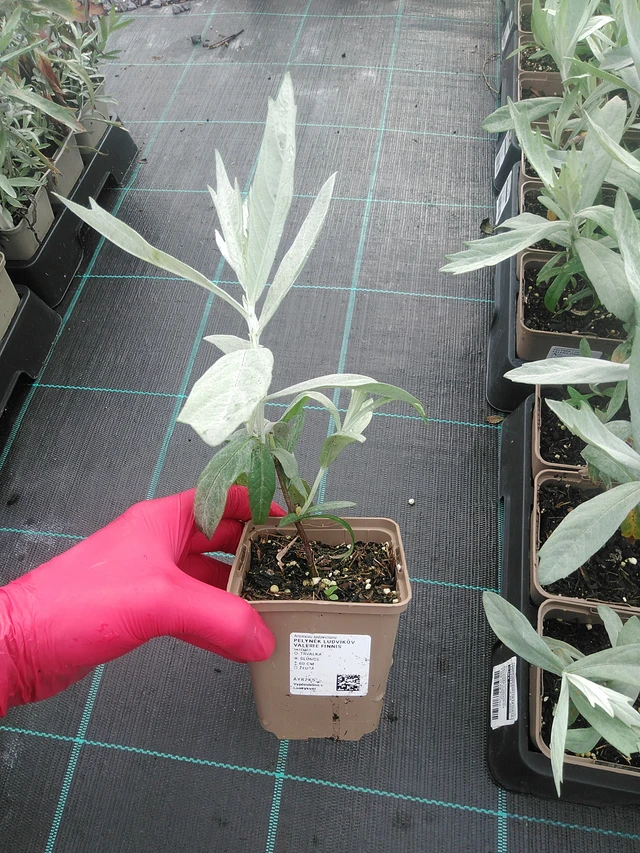 Artemisia ludoviciana Valerie Finnis - 31. 7. 2025