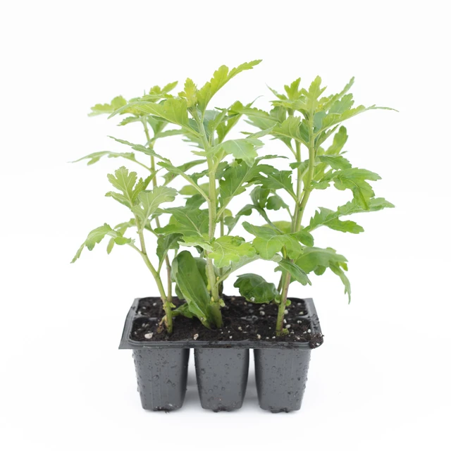 Chryzantéma Blenda Pink - 2024