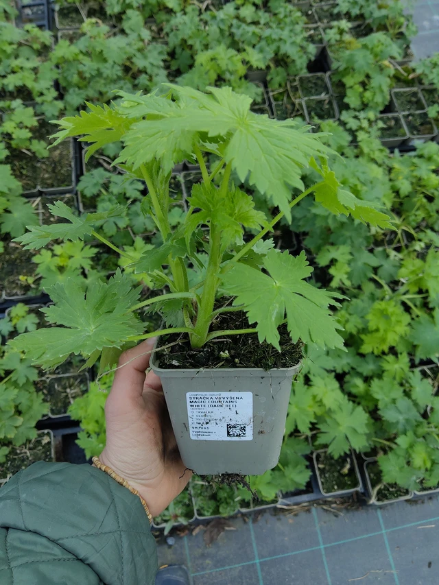 Jaloritarinkannus Magic Fountains White (Dark Bee) - 21. 4. 2026