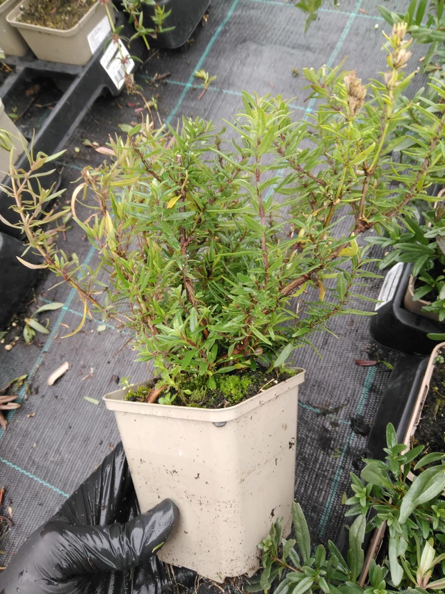 Hisopo - 23. 10. 2025